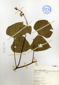 Specimen thumbnail